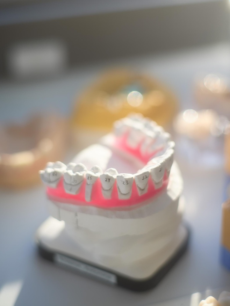 пронумерованные зубы на макете челюсти