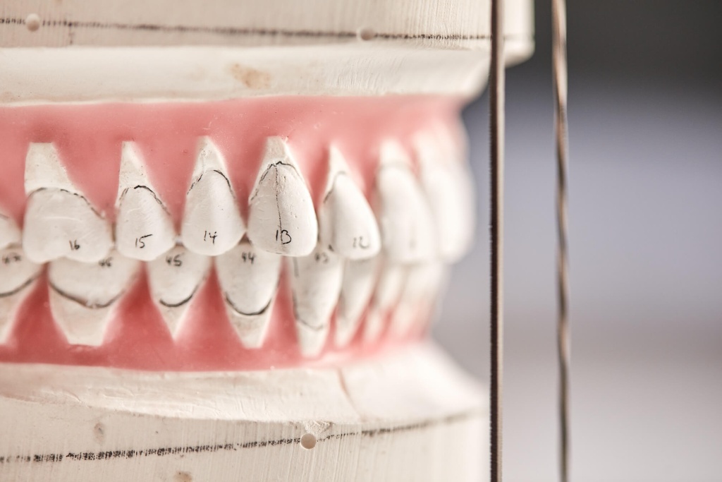 пронумерованные зубы на макете челюсти